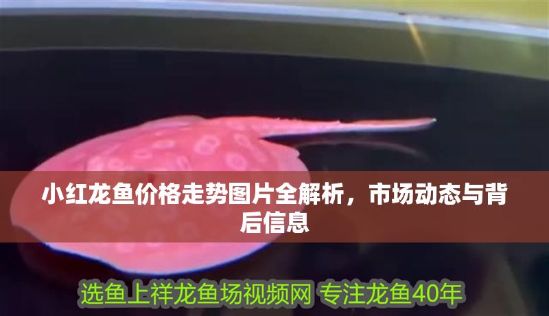小紅龍魚(yú)價(jià)格走勢(shì)圖片全解析，市場(chǎng)動(dòng)態(tài)與背后信息