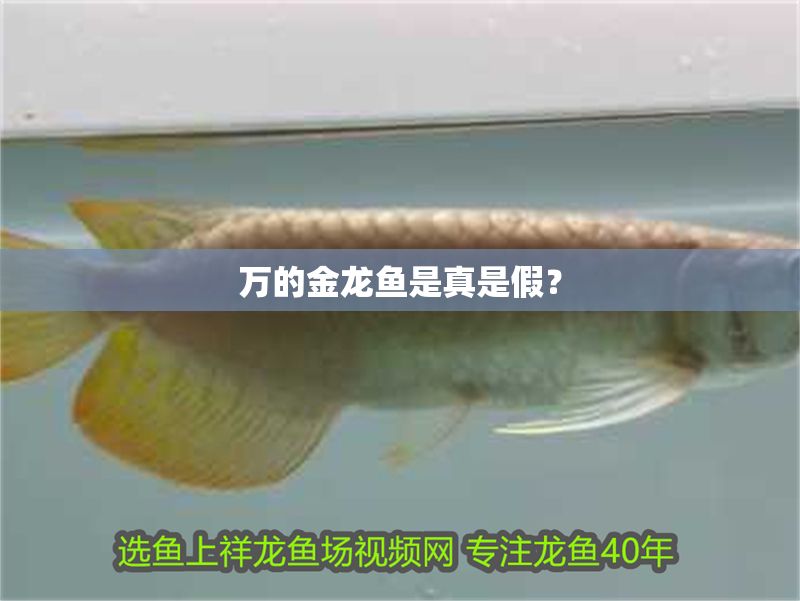 萬的金龍魚是真是假？