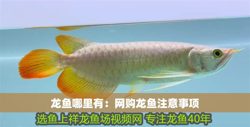 龍魚(yú)哪里有：網(wǎng)購(gòu)龍魚(yú)注意事項(xiàng)