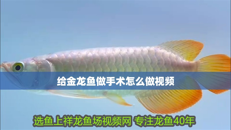 給金龍魚做手術怎么做視頻