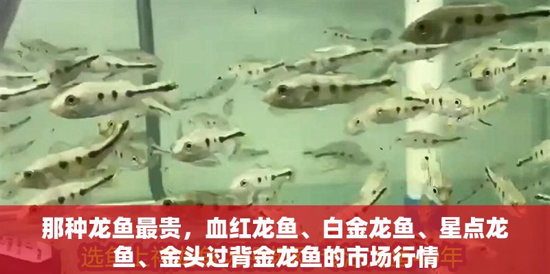 那種龍魚最貴，血紅龍魚、白金龍魚、星點龍魚、金頭過背金龍魚的市場行情