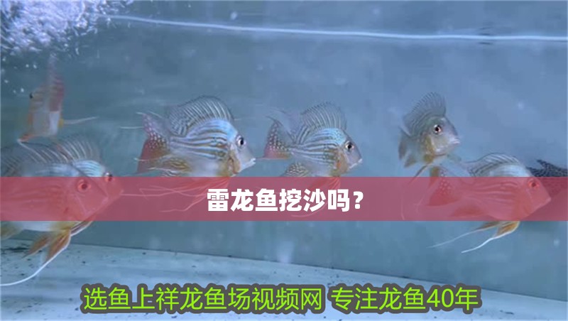 雷龍魚挖沙嗎？