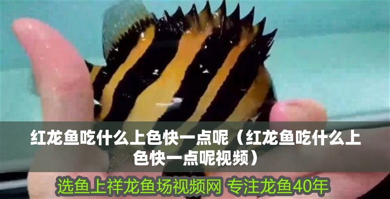 紅龍魚吃什么上色快一點呢（紅龍魚吃什么上色快一點呢視頻）