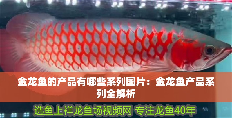金龍魚的產品有哪些系列圖片：金龍魚產品系列全解析