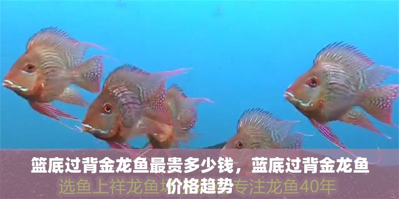 籃底過背金龍魚最貴多少錢，藍底過背金龍魚價格趨勢