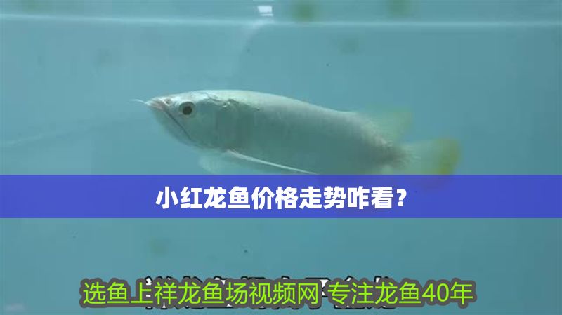 小紅龍魚(yú)價(jià)格走勢(shì)咋看？