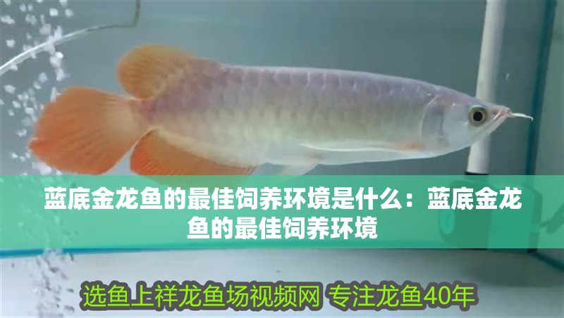 藍(lán)底金龍魚的最佳飼養(yǎng)環(huán)境是什么：藍(lán)底金龍魚的最佳飼養(yǎng)環(huán)境