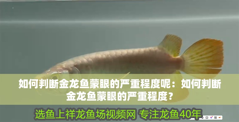 如何判斷金龍魚蒙眼的嚴重程度呢：如何判斷金龍魚蒙眼的嚴重程度？