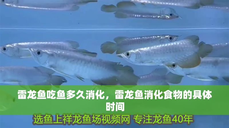 雷龍魚(yú)吃魚(yú)多久消化，雷龍魚(yú)消化食物的具體時(shí)間 雷龍魚(yú)吃魚(yú)多久消化，雷龍魚(yú)消化食物的具體時(shí)間 龍魚(yú)百科 第2張