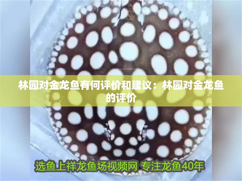 林園對金龍魚有何評價和建議：林園對金龍魚的評價