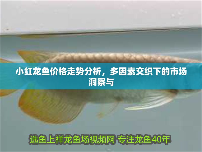 小紅龍魚價格走勢分析，多因素交織下的市場洞察與