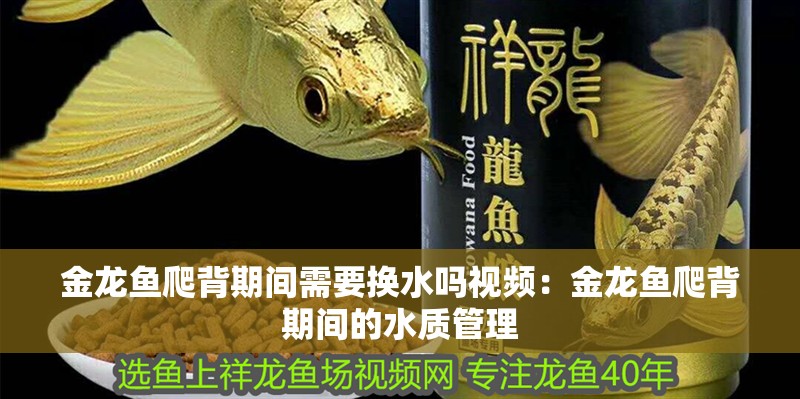 金龍魚爬背期間需要換水嗎視頻：金龍魚爬背期間的水質(zhì)管理