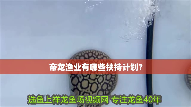 帝龍漁業有哪些扶持計劃？