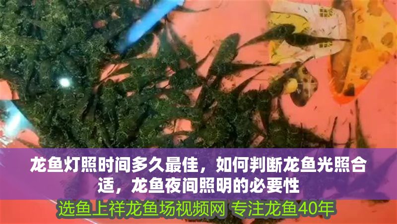 龍魚燈照時間多久最佳，如何判斷龍魚光照合適，龍魚夜間照明的必要性