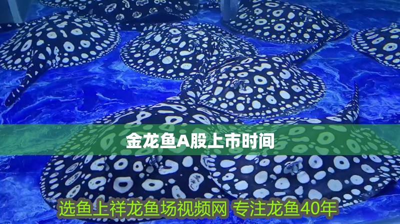 金龍魚A股上市時間