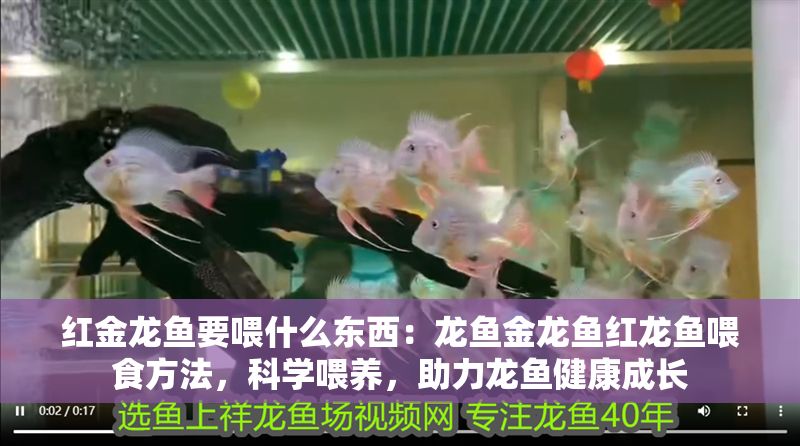 紅金龍魚要喂什么東西：龍魚金龍魚紅龍魚喂食方法，科學(xué)喂養(yǎng)，助力龍魚健康成長(zhǎng)