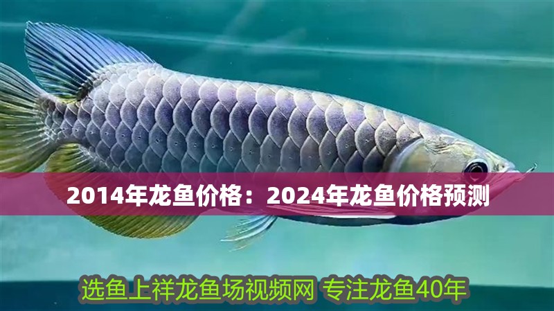 2014年龍魚價格：2024年龍魚價格預測