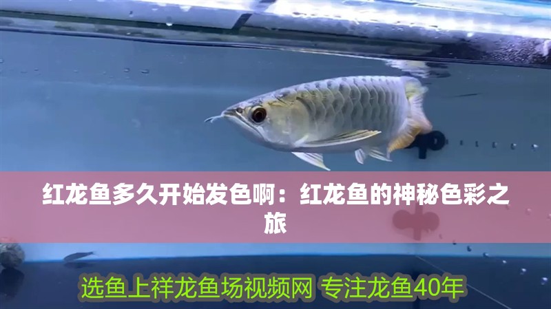 紅龍魚多久開始發色啊：紅龍魚的神秘色彩之旅