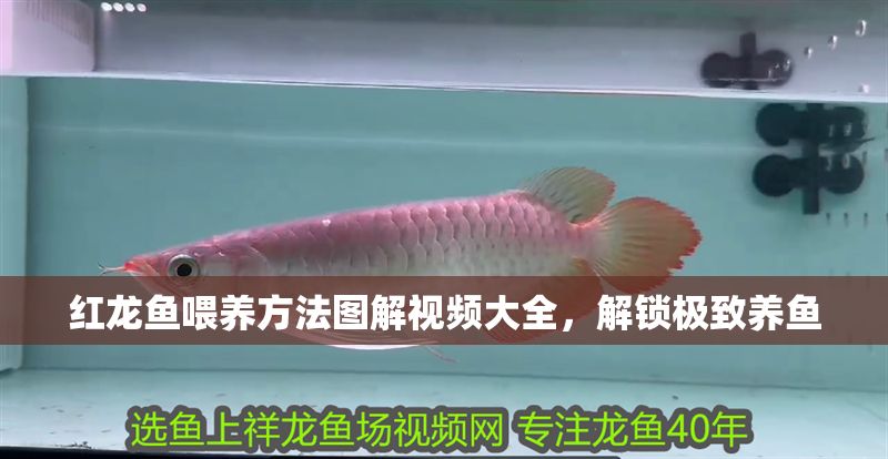 紅龍魚喂養方法圖解視頻大全，解鎖極致養魚