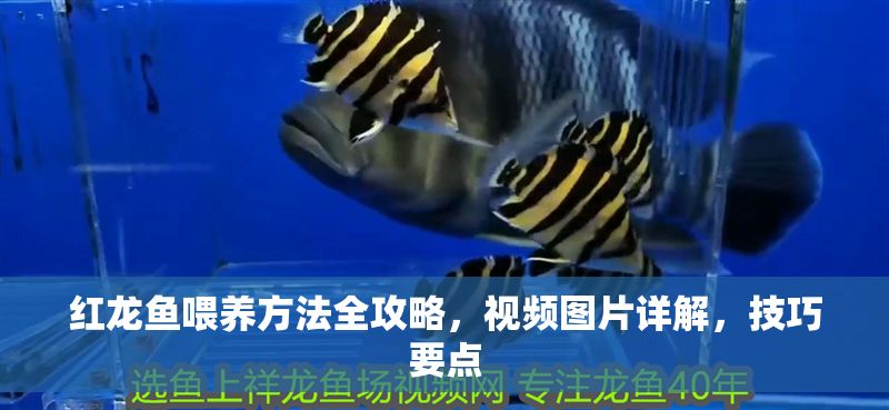 紅龍魚喂養方法全攻略，視頻圖片詳解，技巧要點