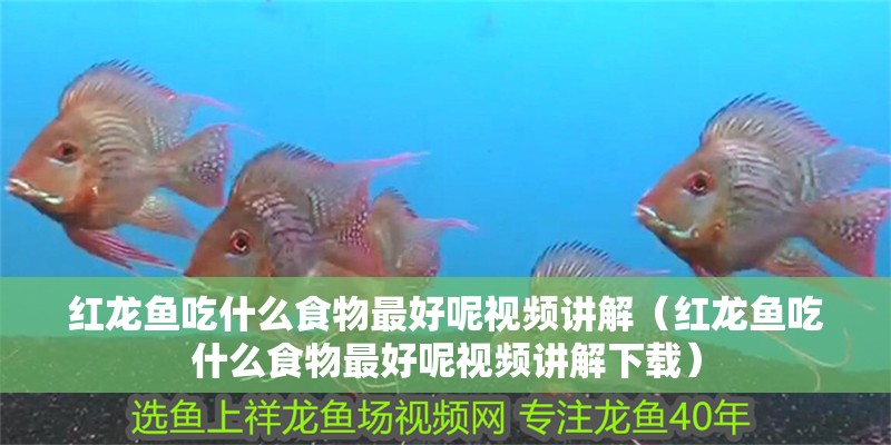 紅龍魚吃什么食物最好呢視頻講解（紅龍魚吃什么食物最好呢視頻講解下載）