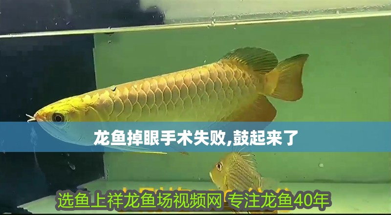 龍魚掉眼手術(shù)失敗,鼓起來了