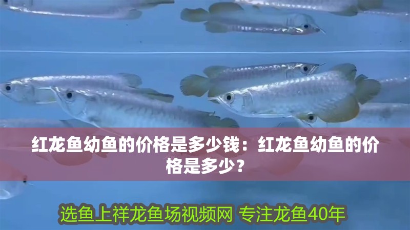 紅龍魚幼魚的價格是多少錢：紅龍魚幼魚的價格是多少？