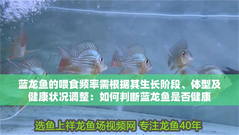 藍龍魚的喂食頻率需根據其生長階段、體型及健康狀況調整：如何判斷藍龍魚是否健康