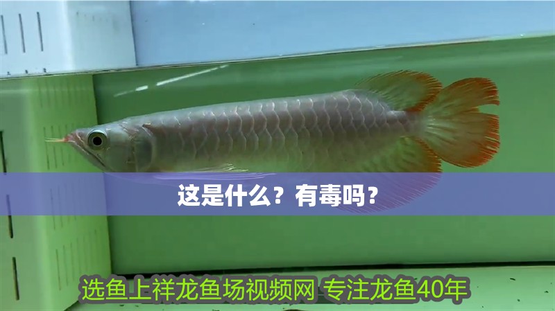 我的虎魚真菌感染了要怎么處理 這是什么?有毒嗎? 龍魚百科 這是什么?有毒嗎? 這是什么?有毒嗎? 龍魚百科