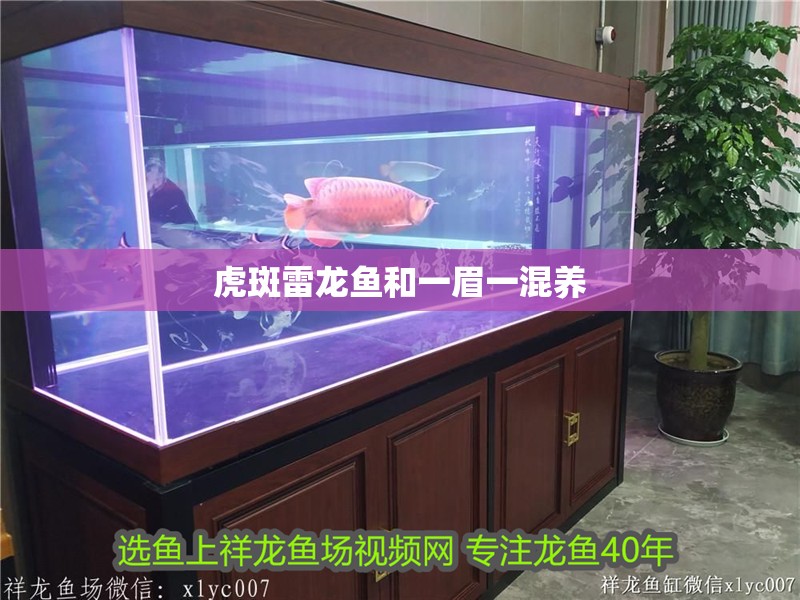 虎斑雷龍魚和一眉一混養