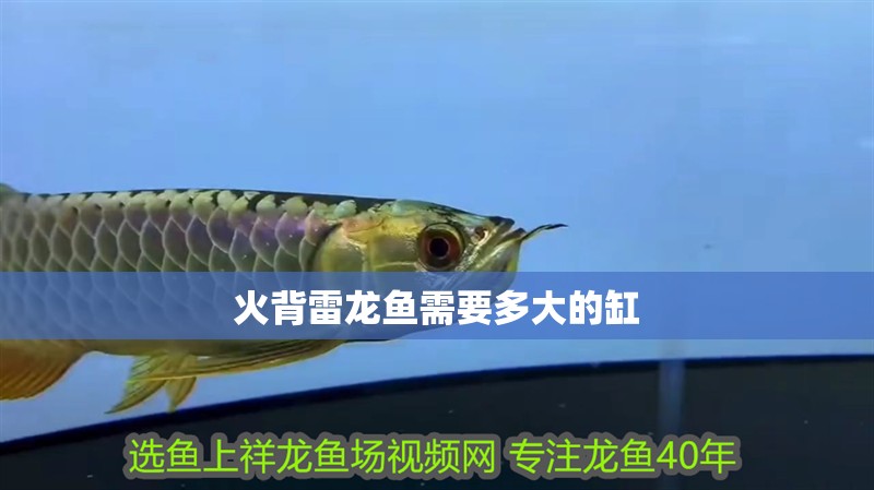 火背雷龍魚需要多大的缸