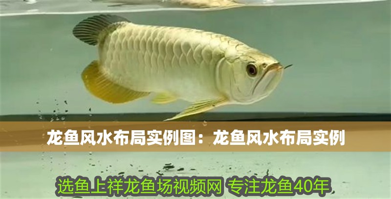 龍魚風水布局實例圖：龍魚風水布局實例