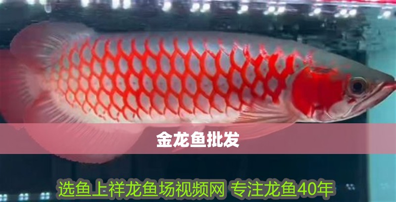 金龍魚批發