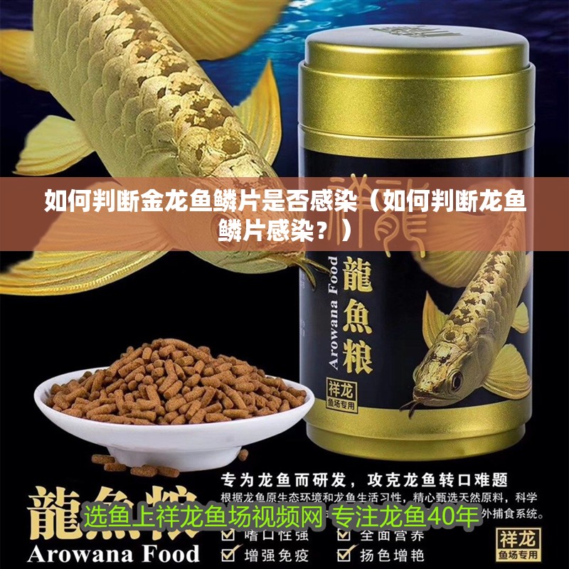 如何判斷金龍魚鱗片是否感染（如何判斷龍魚鱗片感染？）