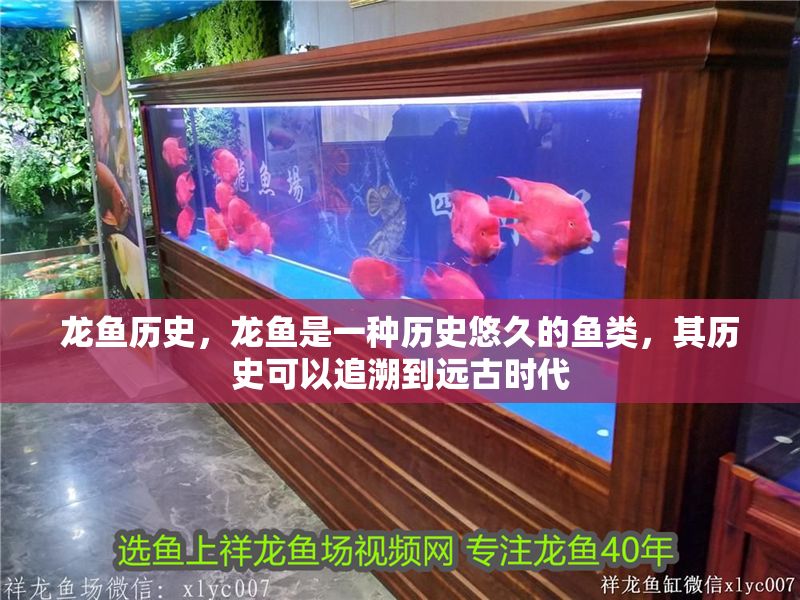龍魚歷史，龍魚是一種歷史悠久的魚類，其歷史可以追溯到遠古時代