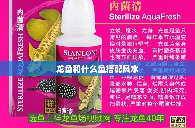 龍魚和什么魚搭配風水