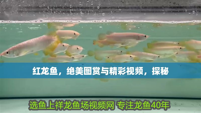紅龍魚，絕美圖賞與精彩視頻，探秘