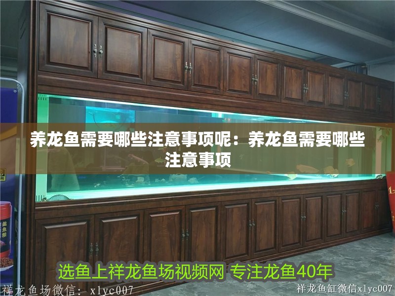 養龍魚需要哪些注意事項呢：養龍魚需要哪些注意事項