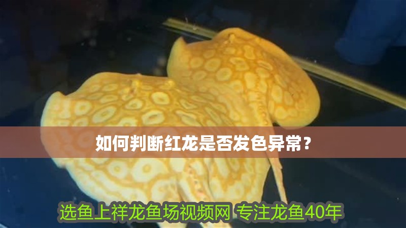 如何判斷紅龍是否發色異常？