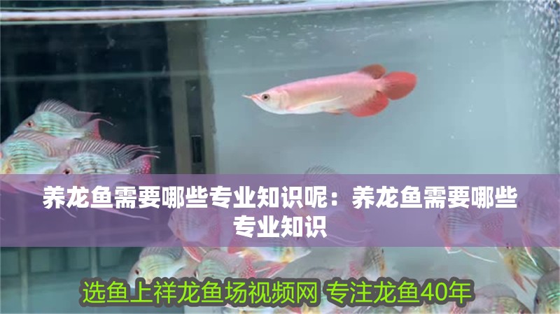 養龍魚需要哪些專業知識呢：養龍魚需要哪些專業知識