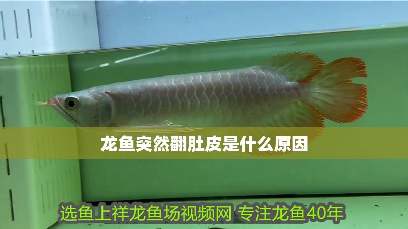 龍魚做完手術后可以吃東西嗎（龍魚做完手術后可以吃東西的）