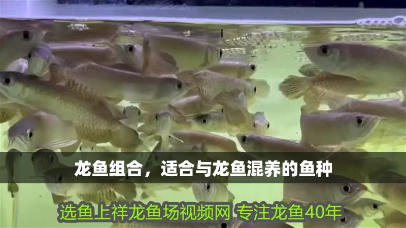 龍魚組合，適合與龍魚混養的魚種