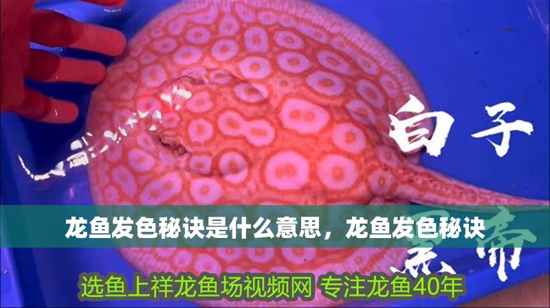龍魚發(fā)色秘訣是什么意思，龍魚發(fā)色秘訣