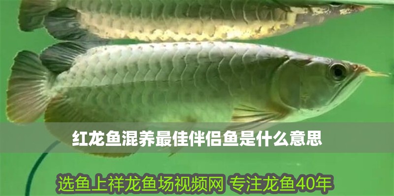 紅龍魚混養最佳伴侶魚是什么意思