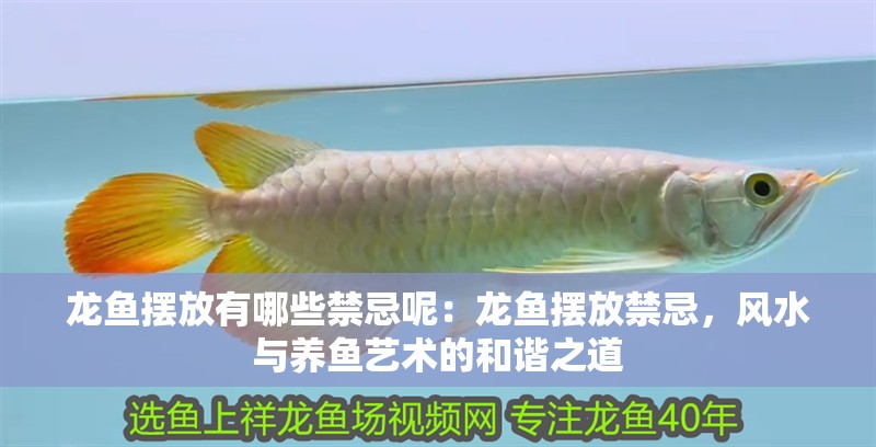 龍魚擺放有哪些禁忌呢：龍魚擺放禁忌，風水與養魚藝術的和諧之道
