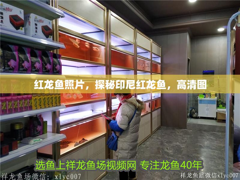 紅龍魚照片，探秘印尼紅龍魚，高清圖