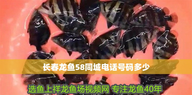 長春龍魚58同城電話號碼多少