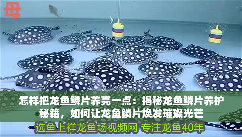 怎樣把龍魚鱗片養(yǎng)亮一點(diǎn)：揭秘龍魚鱗片養(yǎng)護(hù)秘籍，如何讓龍魚鱗片煥發(fā)璀璨光芒