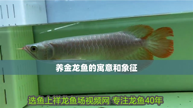 養金龍魚的寓意和象征