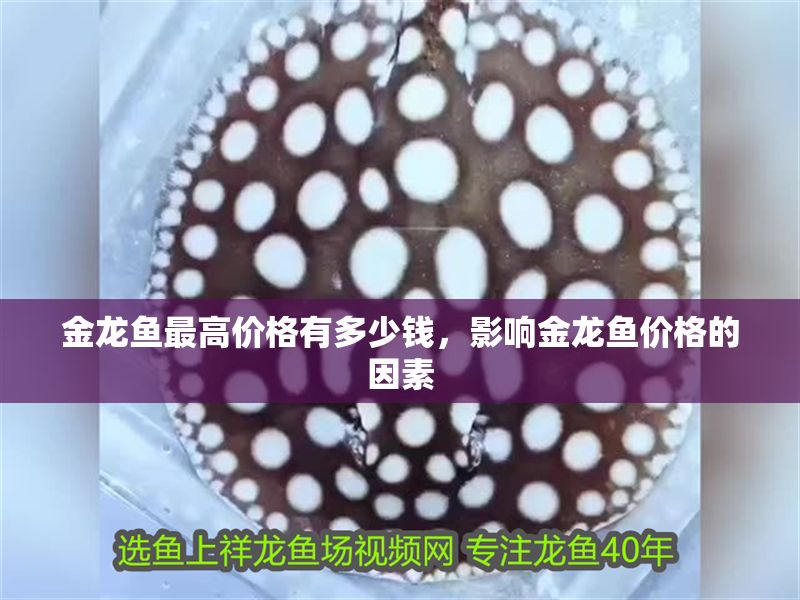 金龍魚最高價格有多少錢，影響金龍魚價格的因素